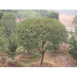 丹桂苗木 批發、供應與廠家選擇指南