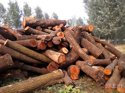 菏澤杏木板材廠家與鄆城縣富川苗木種植專業合作社的產品介紹